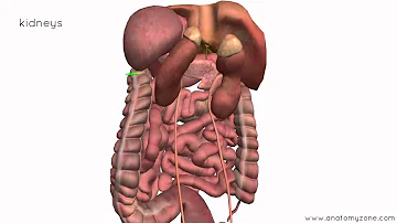 What does it mean if an organ is intraperitoneal?