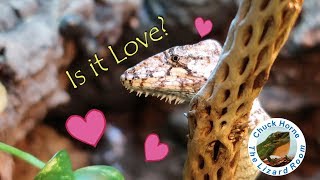 Introducing a female Cuban False Chameleon to a male!