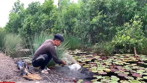 Cắm Câu Cá Lóc Rừng Lê Minh Xuân || Snakehead fishing in the Jungle