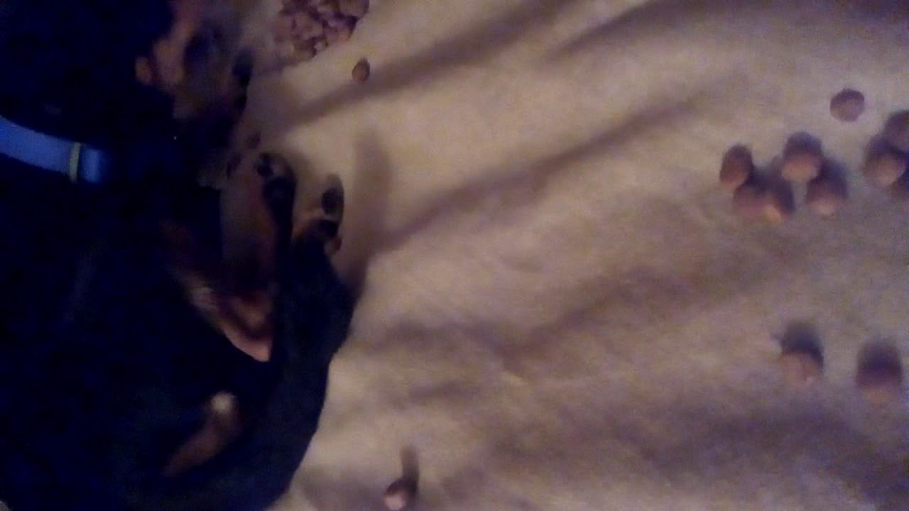 Otra. Prueba de que ya comen croquetas practicus kabbalah