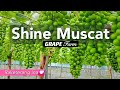 Premium Korean Shine Muscat Grapes Premium Korean Shine Muscat Grapes