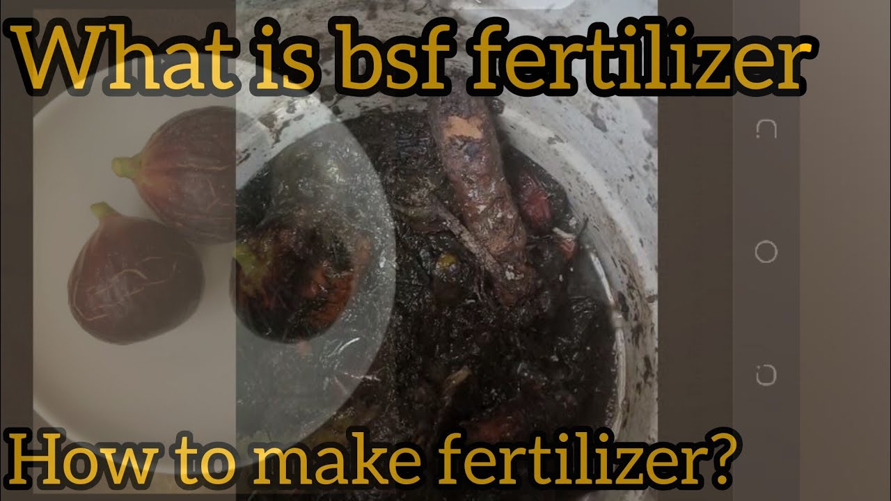 Sunday Vlog Ma Welcome HOW TO MAKE FERTILIZER AT HOME ptubegarden sunday-vlog-ma-welcome-how-to-make-fertilizer-at-home-ptubegarden