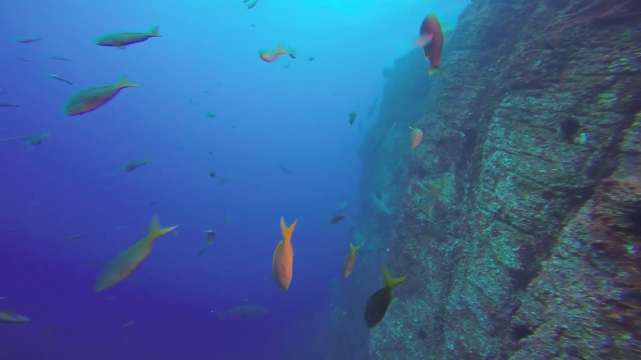 ⁣Whitetip reef shark | Diving in Socorro Island, Mexico | Valentina Liveaboard