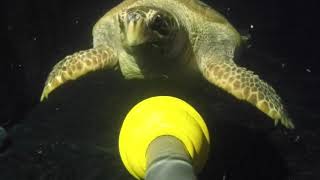 Turtle feed