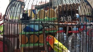 Pancingan LoveBird Gacor