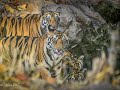 4 Tiger Cubs curious to explore the wild | Bandhavgarh |