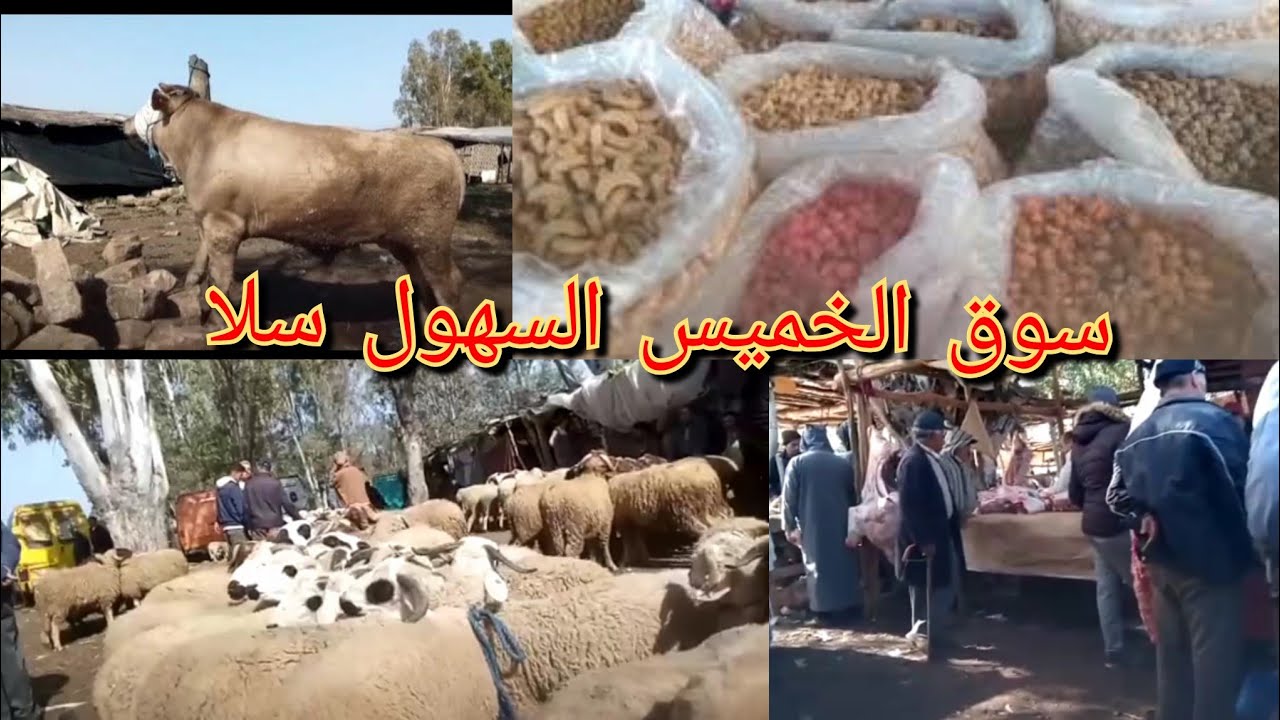 جولة في سوق الخميس السهول نواحي مدينة سلا