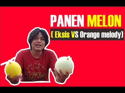 Which Melon Is Orange