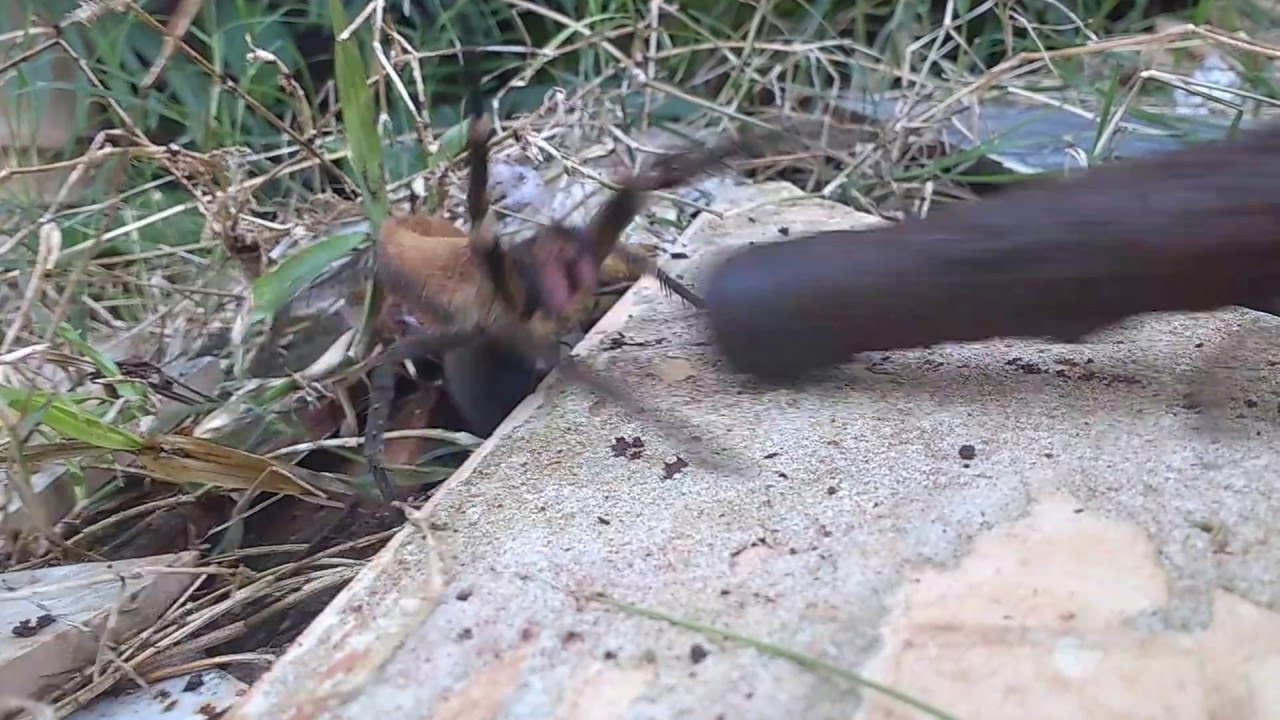 phoneutria fhera araña bananera