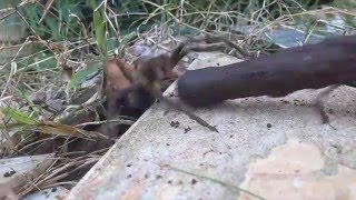 Phoneutria Fhera Araña Bananera