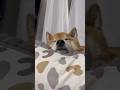 似てますか?