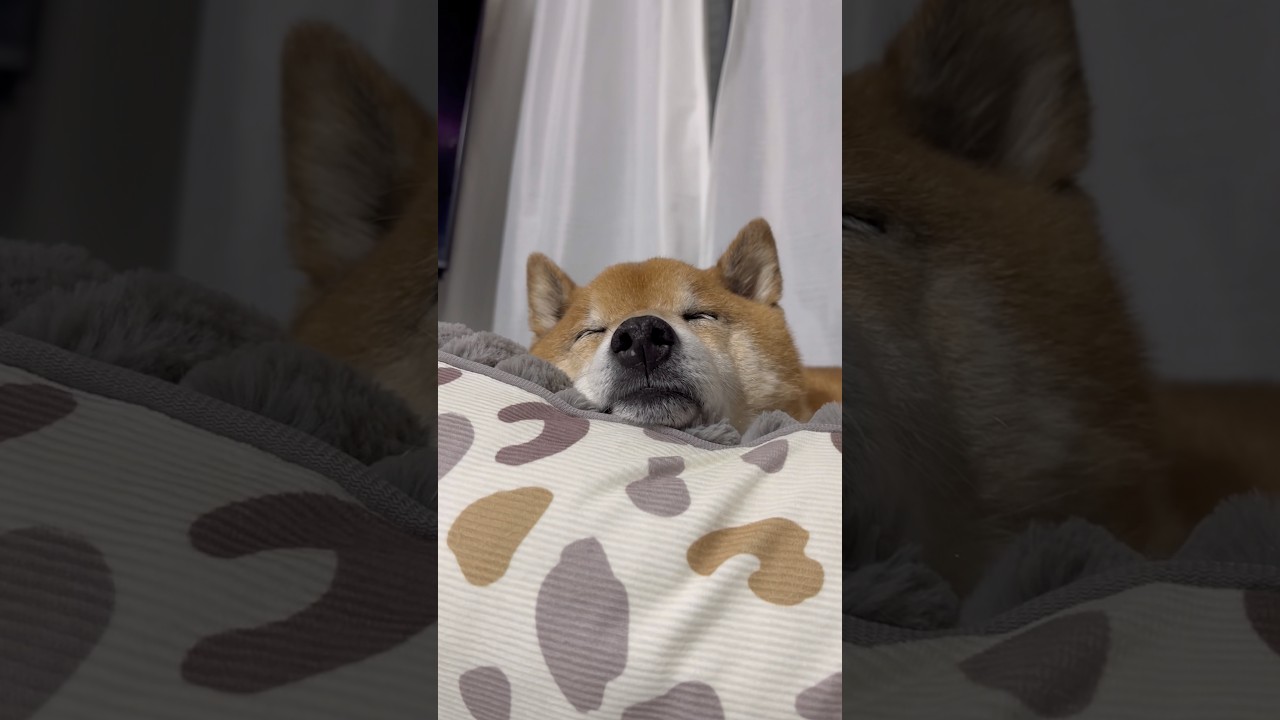 似てますか?