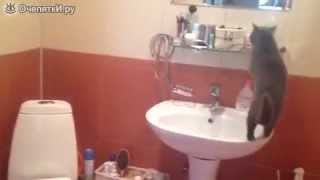 Кот смотрит на своё отражение ! Кот смотрит на своё отражение !
