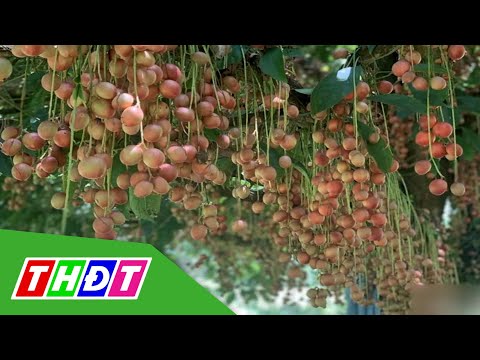 Video Cây dâu da được trả giá chục triệu đồng | THDT - youtube