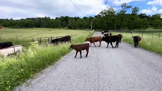 Little Virginia cattle drive