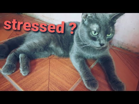 Video: Paano Huminahon Ang Isang Pusa: 5 Mga Herb Para Sa Kalamayan Ng Stress Ng Cat