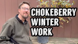 Pre-winter work on Chokeberry Wealth