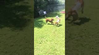 Harley Femaleand Darrel Malepuppy Chase