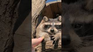 Raccoons Use Their Hands To “See”  | NATURE Shorts | PBS