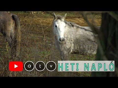 Videó: Néha Közösségre Van Szükség Egy Ló életének Megmentéséhez