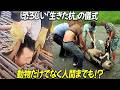 【実話】恐ろしい「生きた杭」の儀式が今も中国に残っている!? 供物は動物だけでなく人間までも捧げられた!?