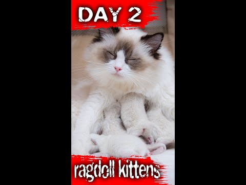 Ragdoll Kittens DAY 2 | Cattery London