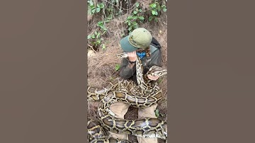 TWO invasive Burmese Python nests at once?! + infinite mosquito glitch…go watch our new video 🐍🥚🦟