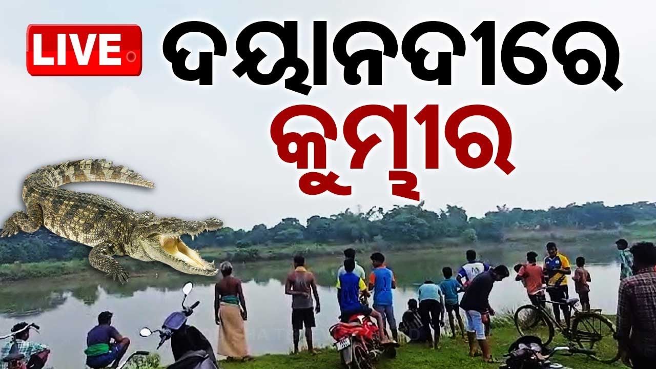 LIVE | ସାବଧାନ ! ଦୟାନଦୀରେ ବୁଲୁଛି କୁମ୍ଭୀର | Crocodile Spotted In Daya River