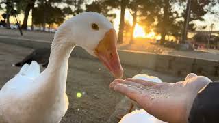 JADE XU feeding DUCKS & GEESE
Here are my ducks & geese friends :)
Aren’t they cute?!?
Just a relaxing Sunday Fun Day video for you!
Yes, ducks and geese have an impressive ability to recognize and remember individual faces, both human and animal, especially those they interact with frequently, and they can remember both positive and negative encounters.
Respect animals and our Mother Nature!
Enjoy!
Peace & Love
Jade JADE XU feeding DUCKS & GEESE