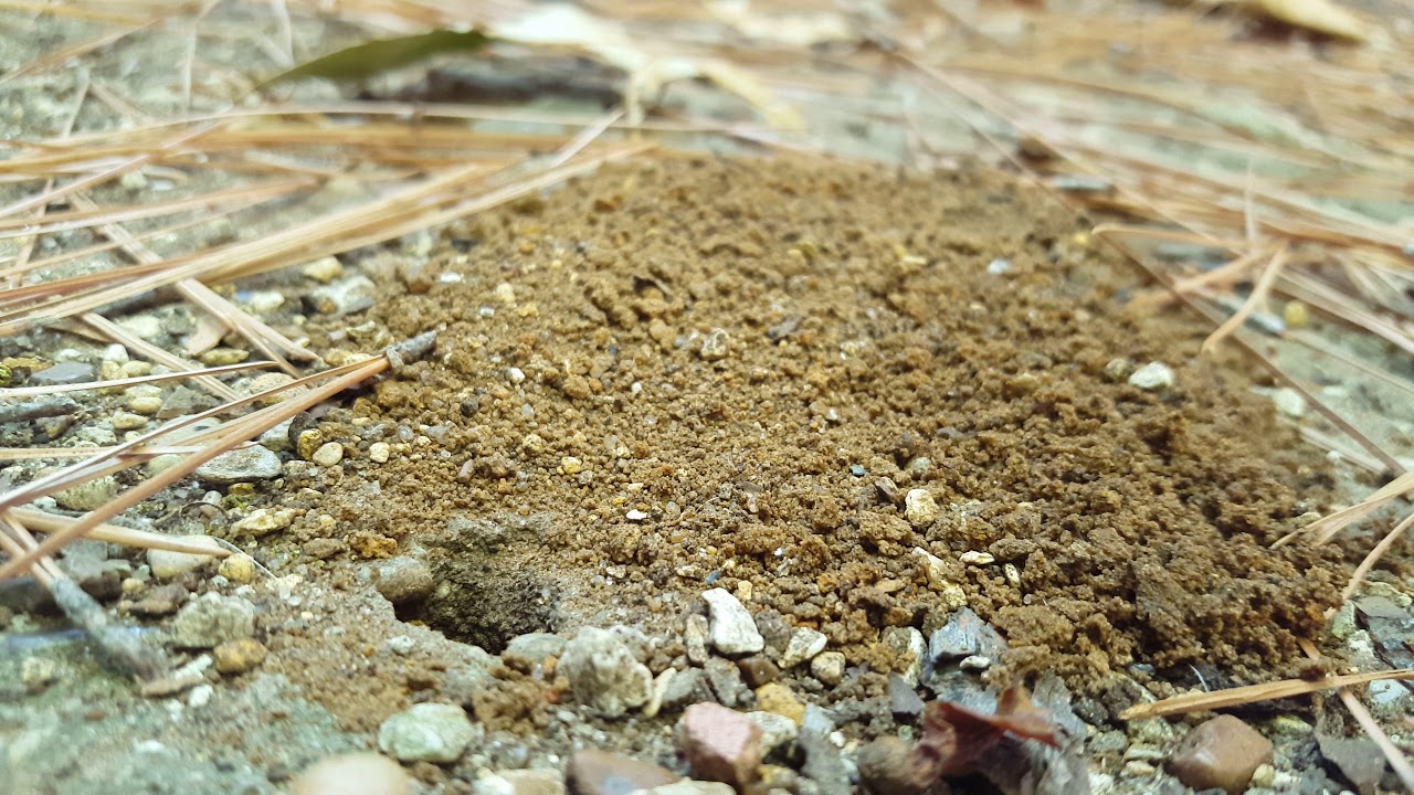 Great Golden Digger Wasp (Sphex ichneumoneus)