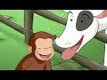 Jorge el Curioso | ¡FUERA, VACAS! | Dibujos animados para niños | WildBrain