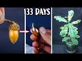 Growing oak tree from acorn seed time lapse 133 days