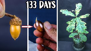 Growing Oak Tree From Acorn Seed Time Lapse 133 Days