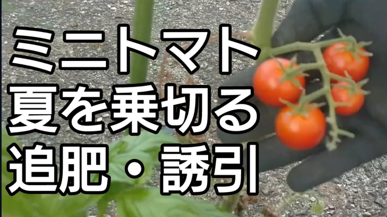 トマト脇芽から収穫！【コンテナトマト栽培】の追肥と誘引方法 ミニ 