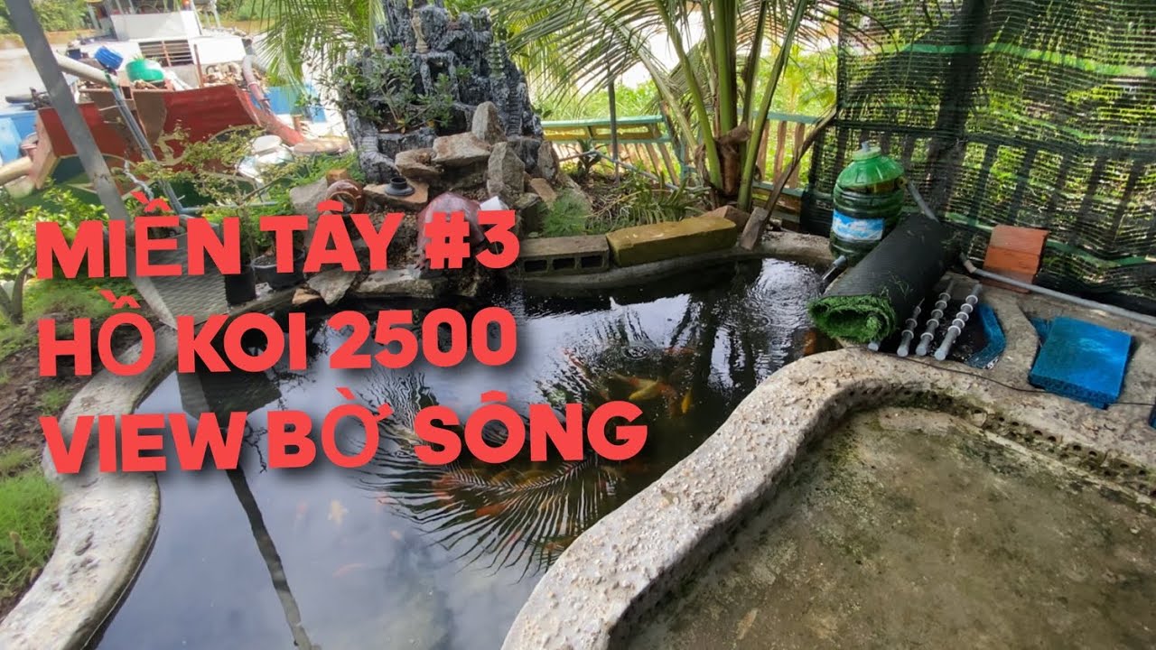 MIỀN TÂY #3 - HỒ KOI 2500LIT BÊN BỜ SÔNG || CÁ KOI VLOG TRẦN ĐỨC CƯỜNG