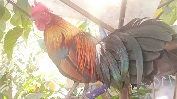 qaib dib pom 2 suab zoo 20/12/2022.97436930.