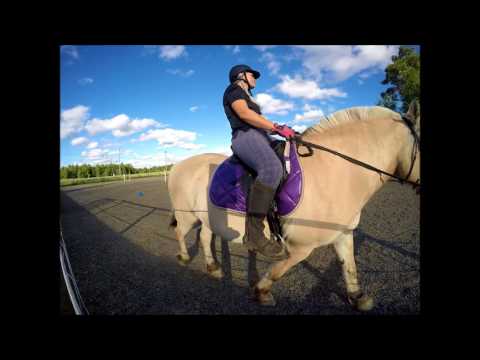 Video: Hevosten Trauma, Aivotärähdys Tai Muut Aivovammat