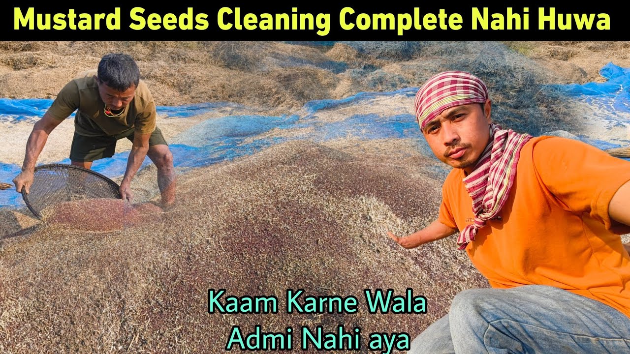 Mustard Seeds Cleaning Complete Nahi Huwa - काम करने वाला आदमी नहीं आया