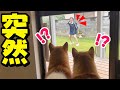 突然、庭に里帰りの娘が現れた時の柴犬の反応がヤバすぎました