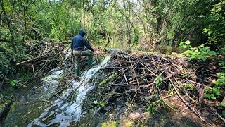 This Beaver Dam Held Back an Ocean of Water