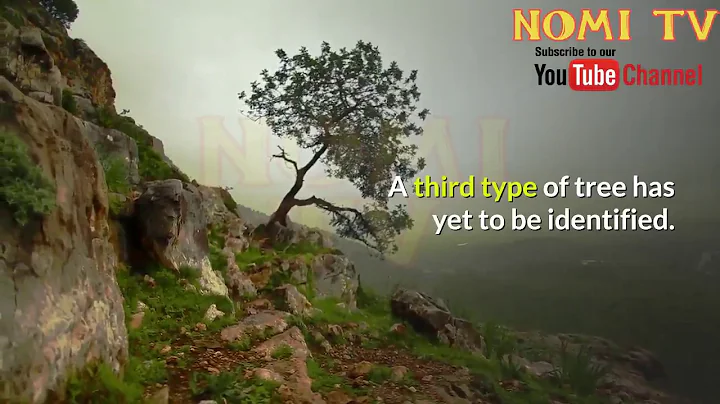 World's oldest fossil trees uncovered in New York