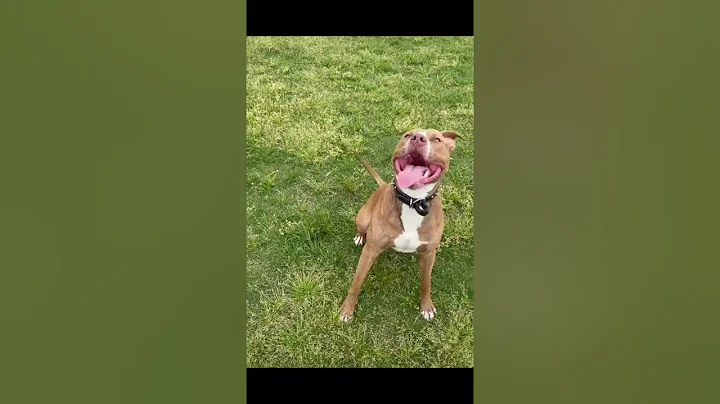 Watch the video about Pitbul Try To Catch Ball & Hit in Wall |#shorts| Cute & Funny Dog #Pets_Town