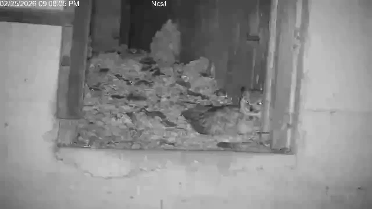 Tower Great Horned Owls Live Stream