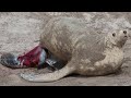 How Sea Lion giving birth on the shore?