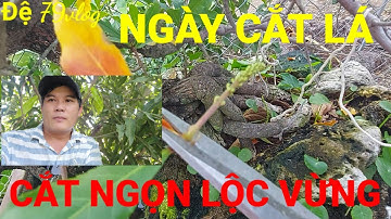 Cách ép lộc vừng ra hoa ngày cắt lá cắt ngọn ra hoa chơi tết