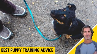 Best Puppy Training Advice for All Puppies