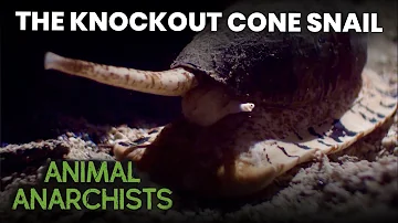 The Knockout Cone Snail | Animal Anarchists (S1E13) | FULL EPISODE | Da Vinci