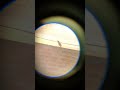 zooming with normal camera #photography #zoomtest #camera #digitalcamera #dslr #short