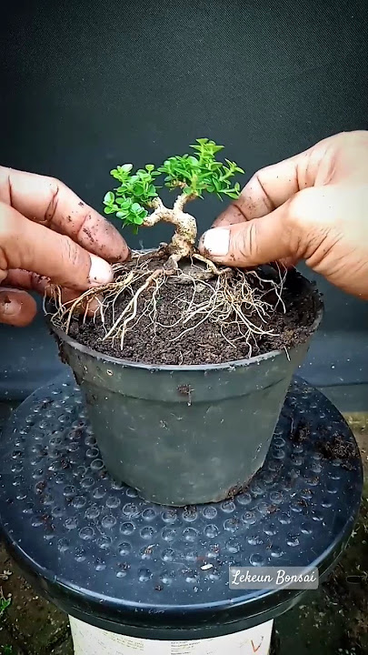 Memperbaiki Penampilan Bahan Bonsai Sancang Shito