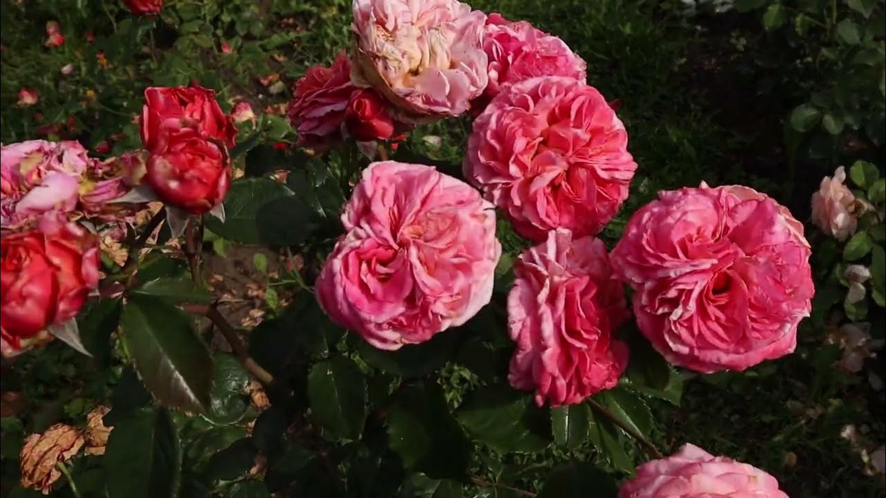 Роза Сапфир - волнистые сиреневые лепестки, собраны в большие махровые ...